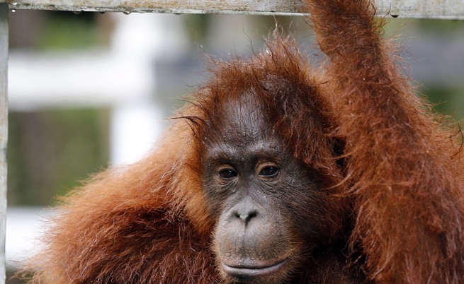 Освободиха от веригите „най-тъжния орангутан в света“