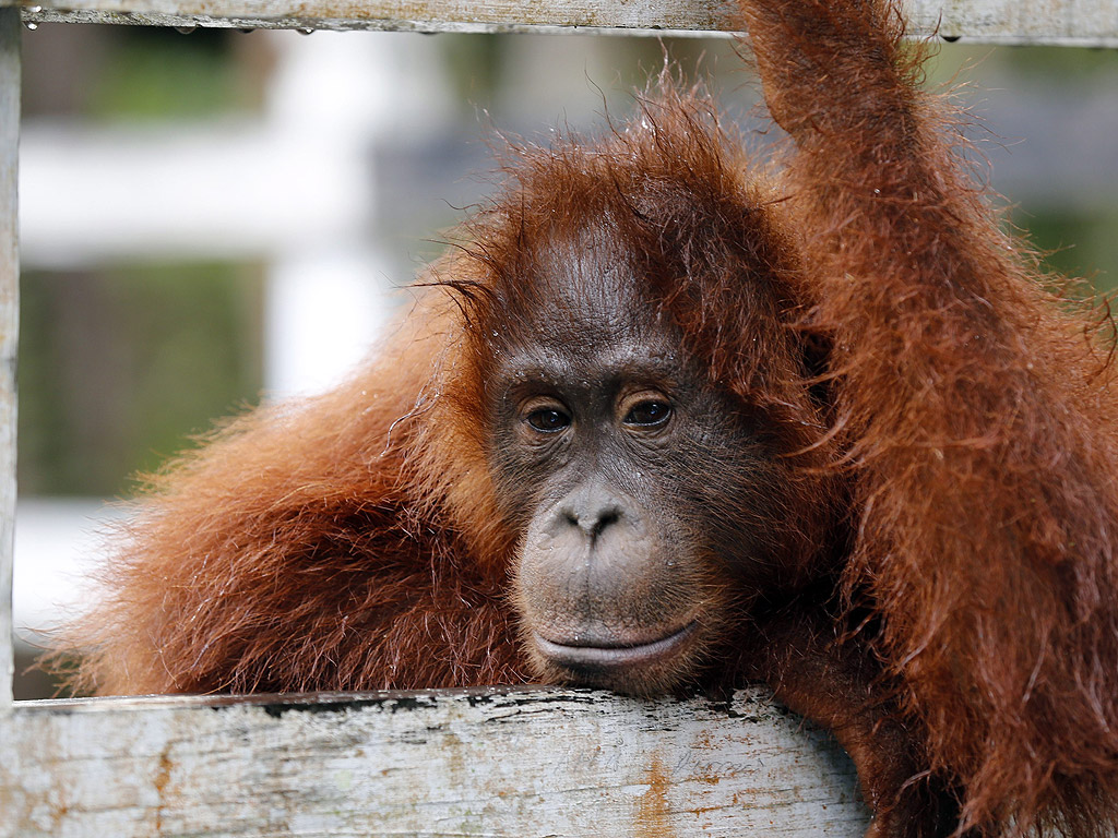Освободиха от веригите „най-тъжния орангутан в света“