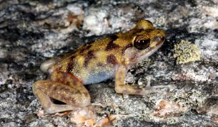 Жаба, която през сухия сезон се крие в образуващите нещо като лабиринт цепнатини в скалите