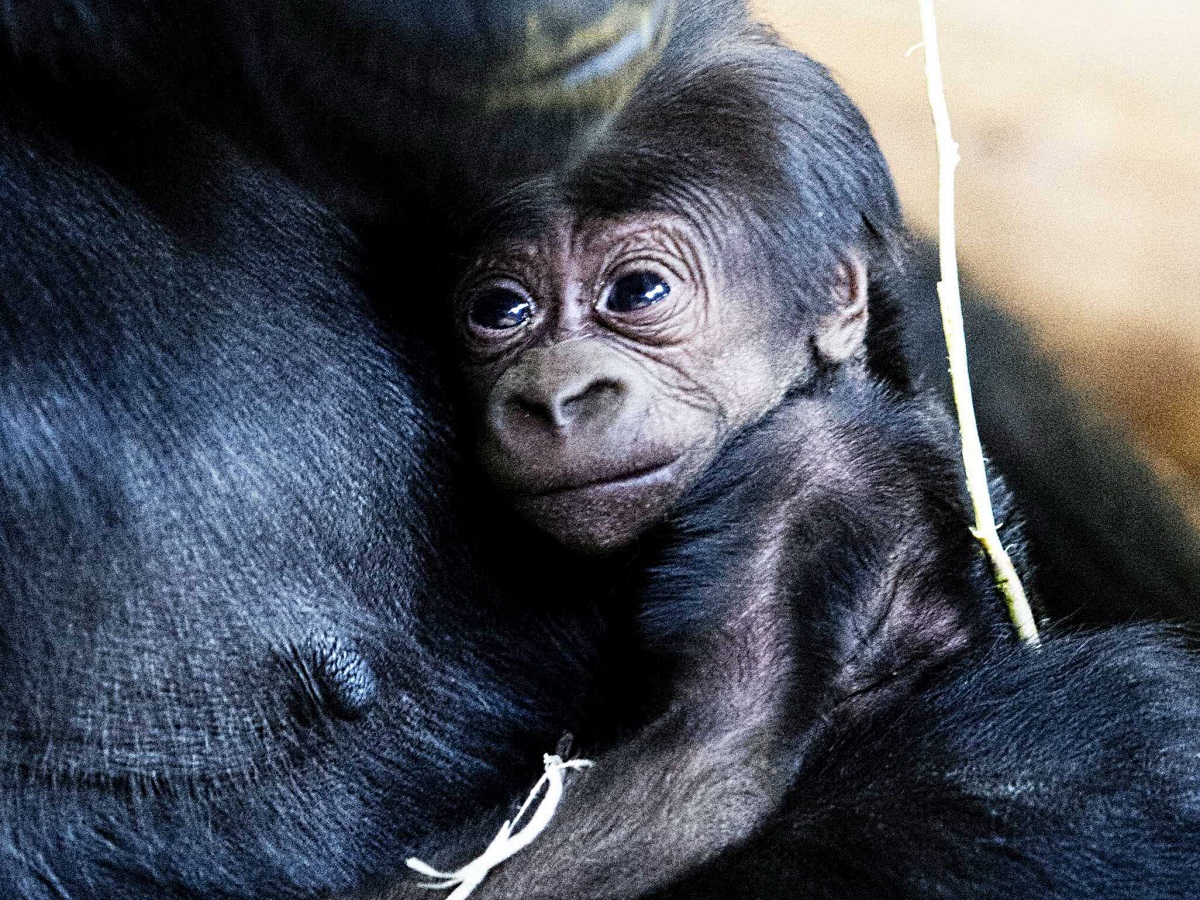 Бебето горила Н'Аика се роди само преди ден в зоопарка в Арнем (Холандия) и вече се радва на топлата майчина прегръдка