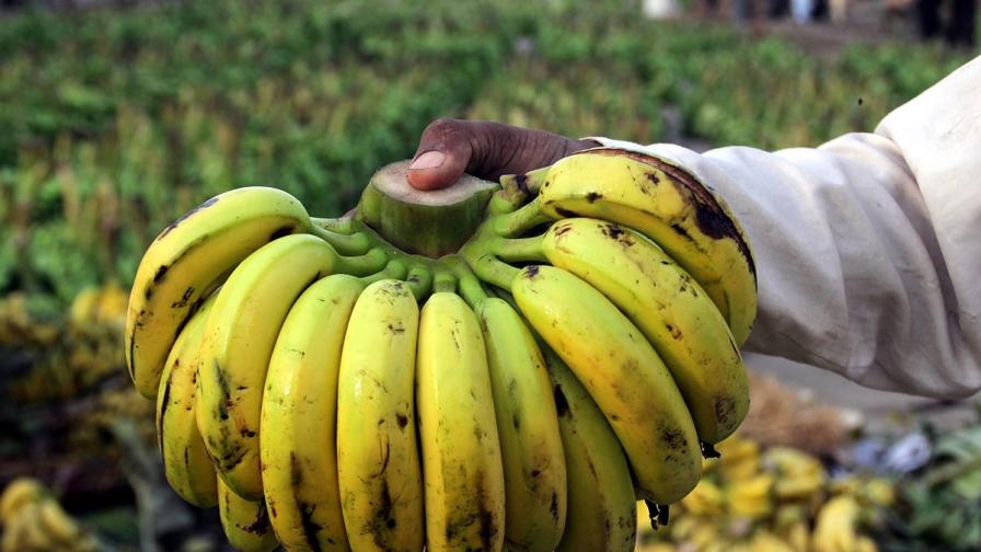Бананите са на път да изчезнат