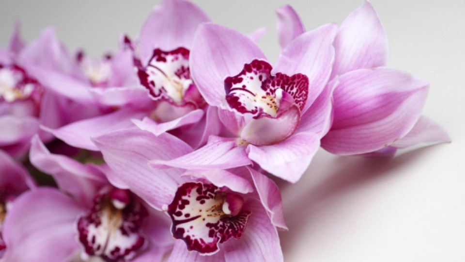 Как се отглеждат орхидеи в домашни условия?