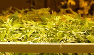 И в Ню Йорк - легална марихуана за медицински цели