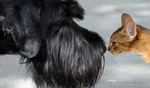 Котките и кучетата били братовчеди